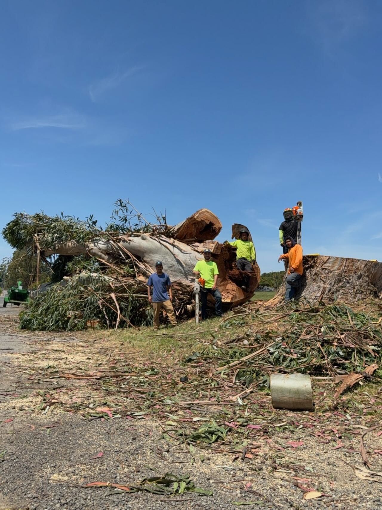 Men in safety vests clearing tree debris under a bright blue sky.