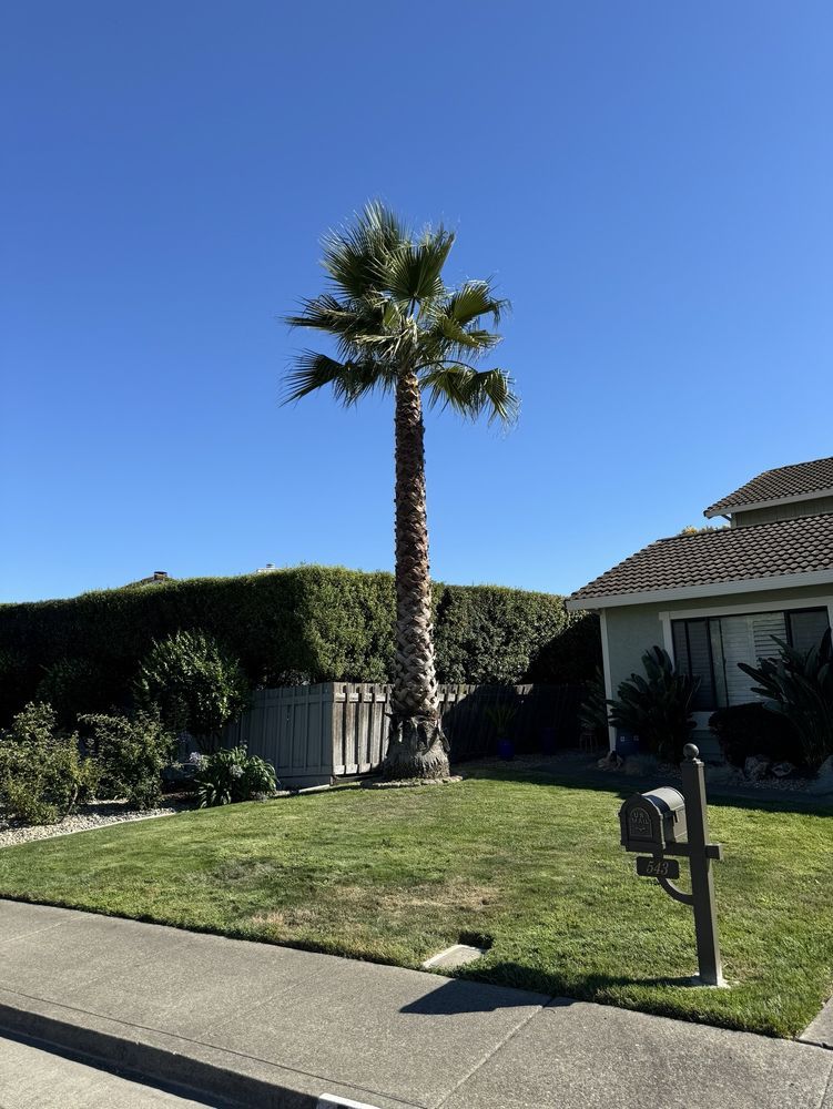 Palm tree in front yard, with lawn, fence, hedge, house, and mailbox, under blue sky.
