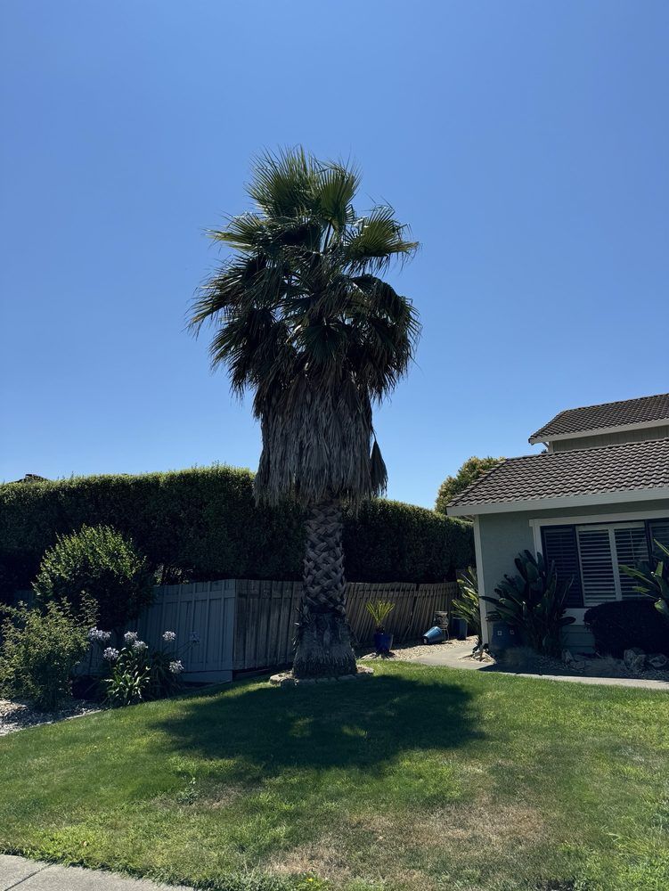 Tall palm tree in front yard, with green grass, blue sky, and a house.