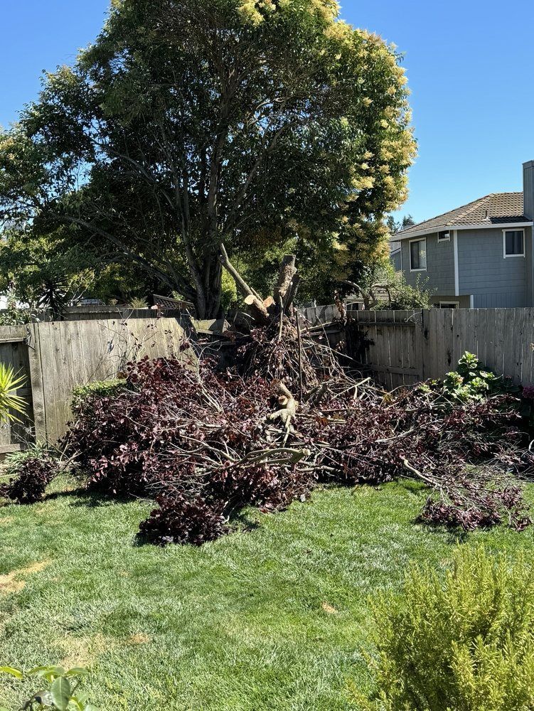 Fallen tree branches on grass against a wooden fence and house.