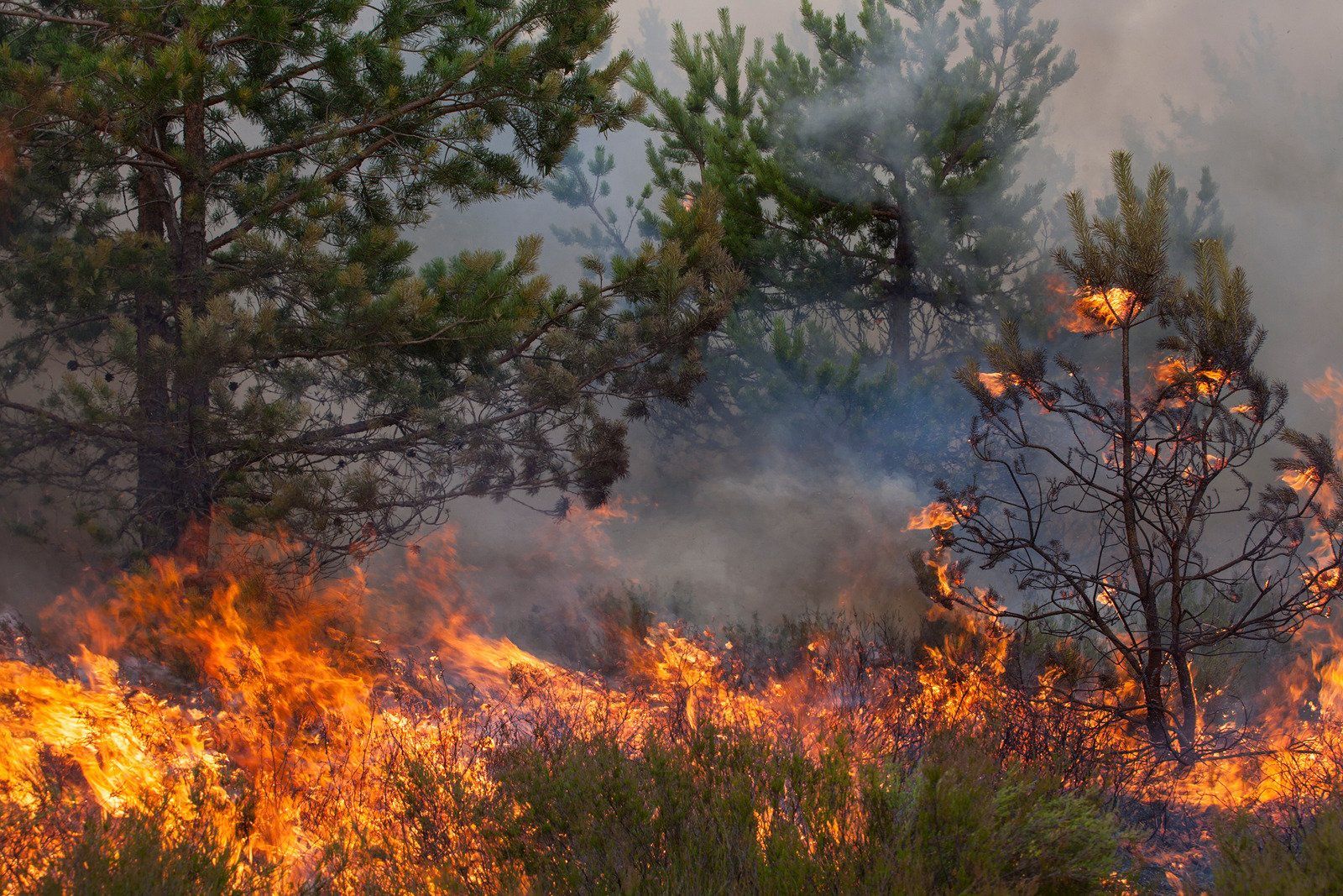 A wooden fence is sitting on top of a lush green field.