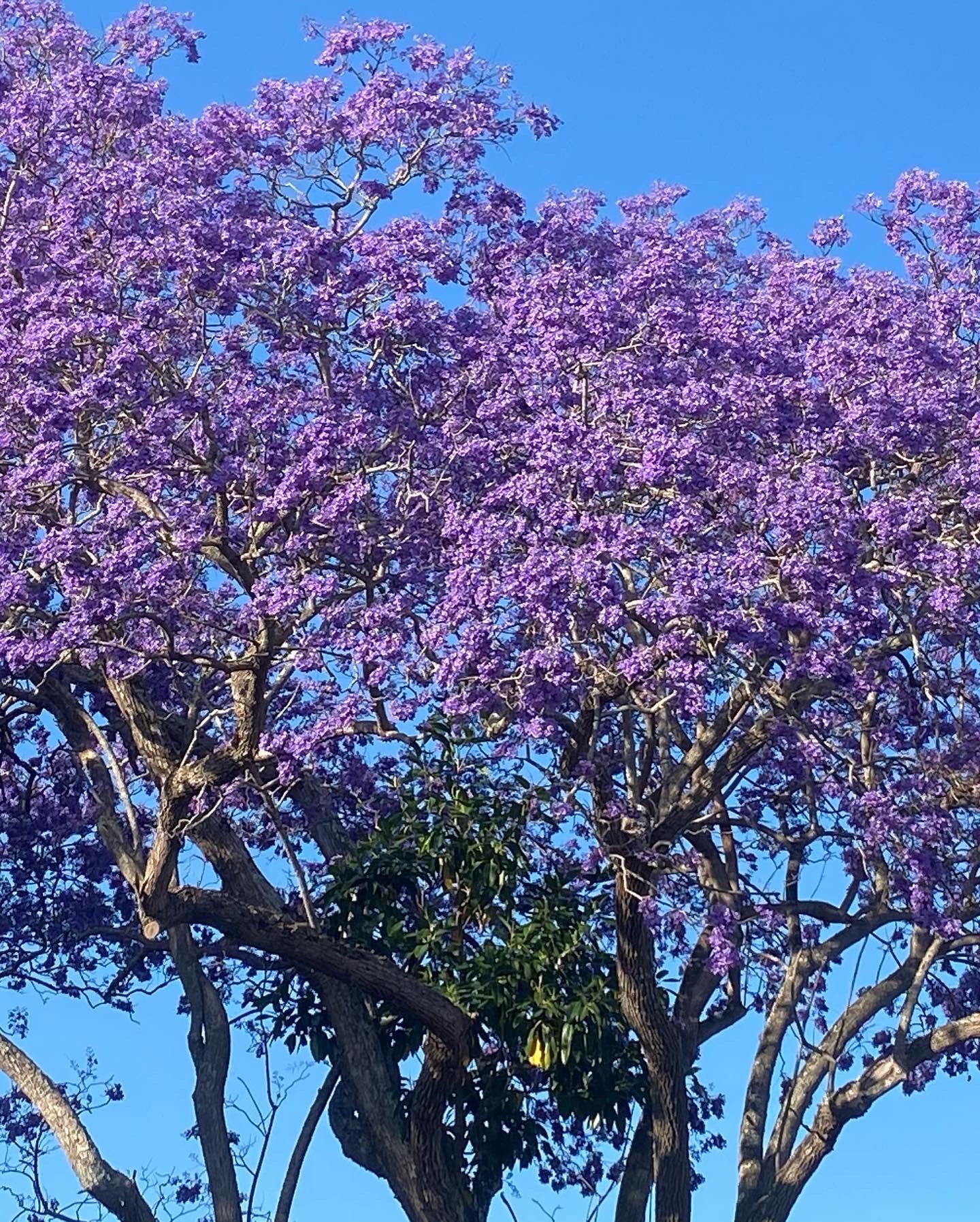 A Field Of Pink And Purple Flowers With The Sun Shining Through Them — Vedic Meditation & Coherence Personal Counselling in Yamba, NSW