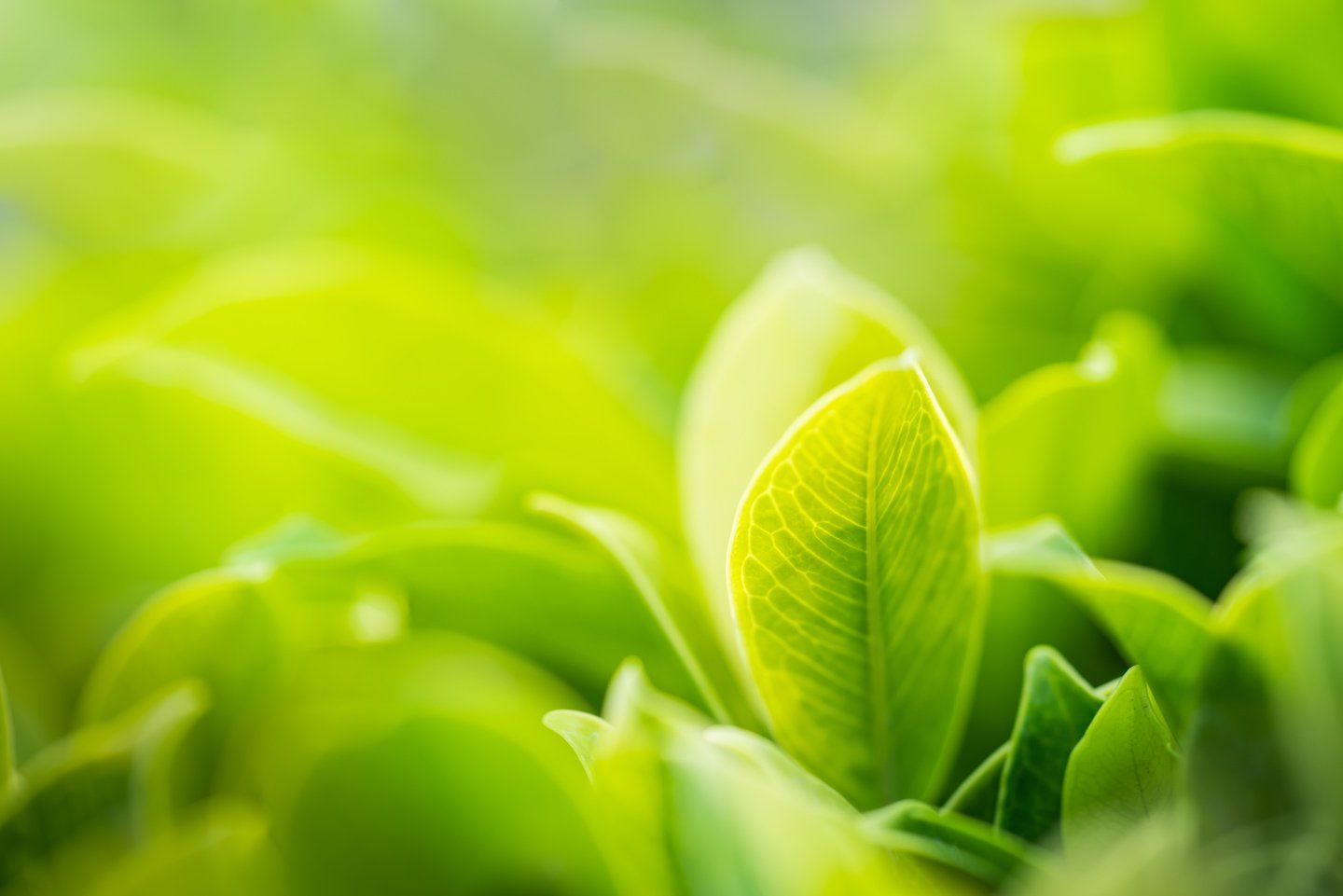 Spurgo delle fognature