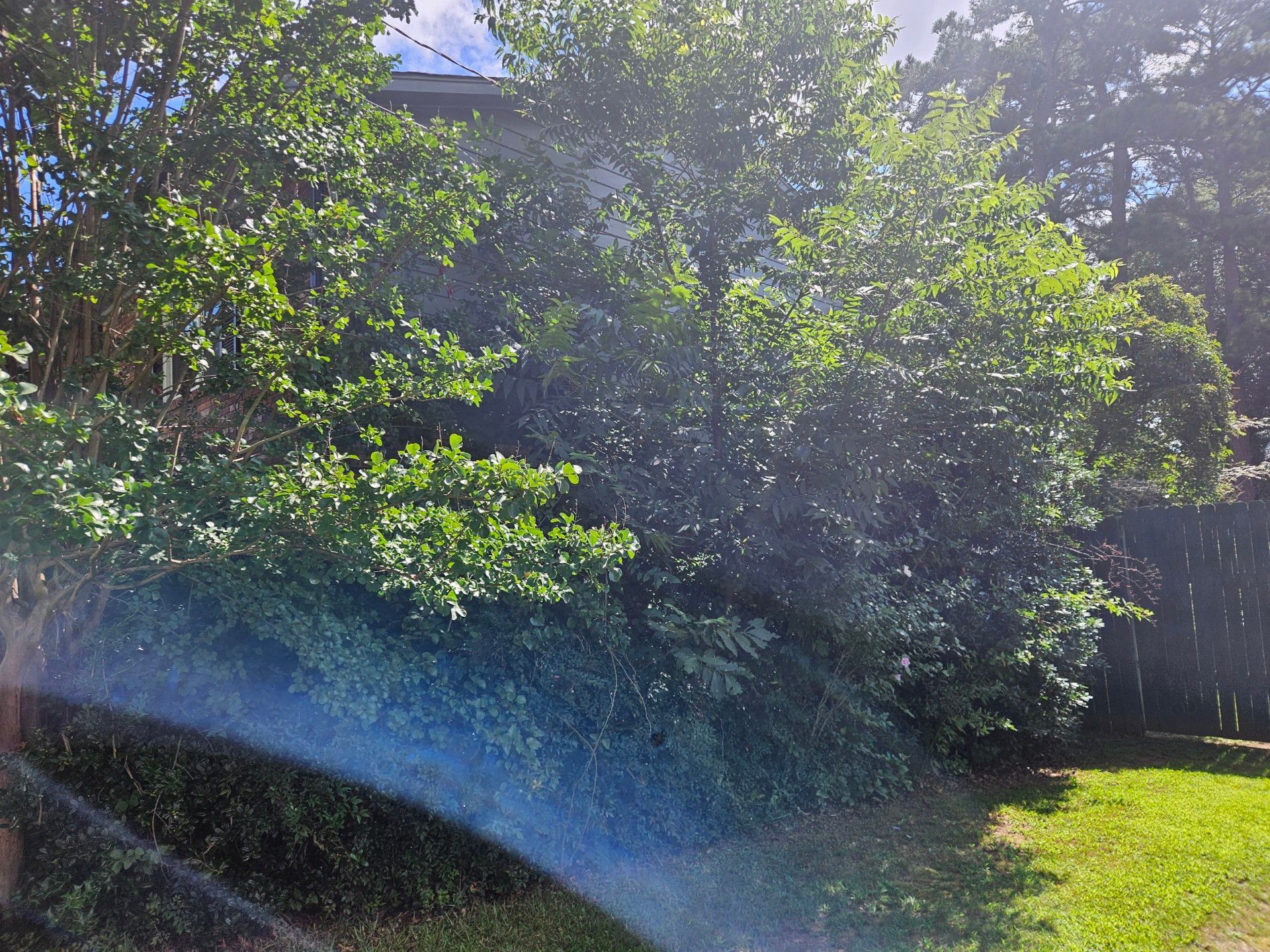 Lawn sprinkler spraying water towards lush green trees on a sunny day.