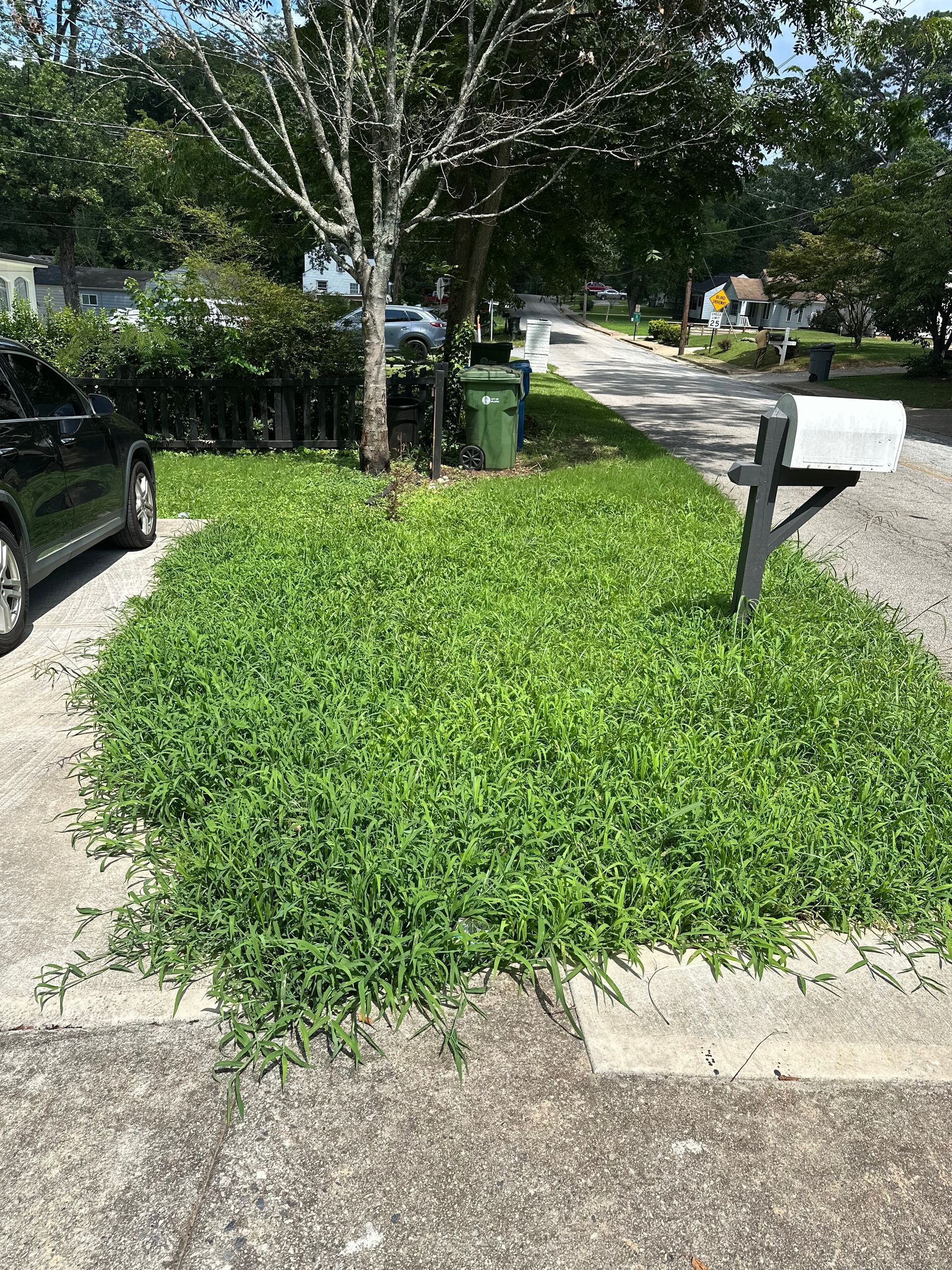 Overgrown green ground cover in a residential yard, next to a driveway and a mailbox.