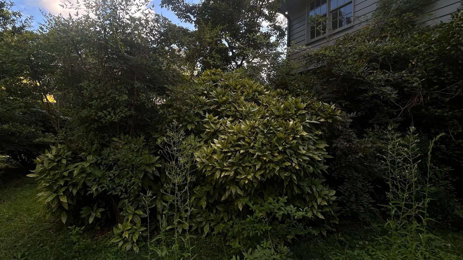 Lush green bushes and trees, partially obscuring a building with a dark facade.