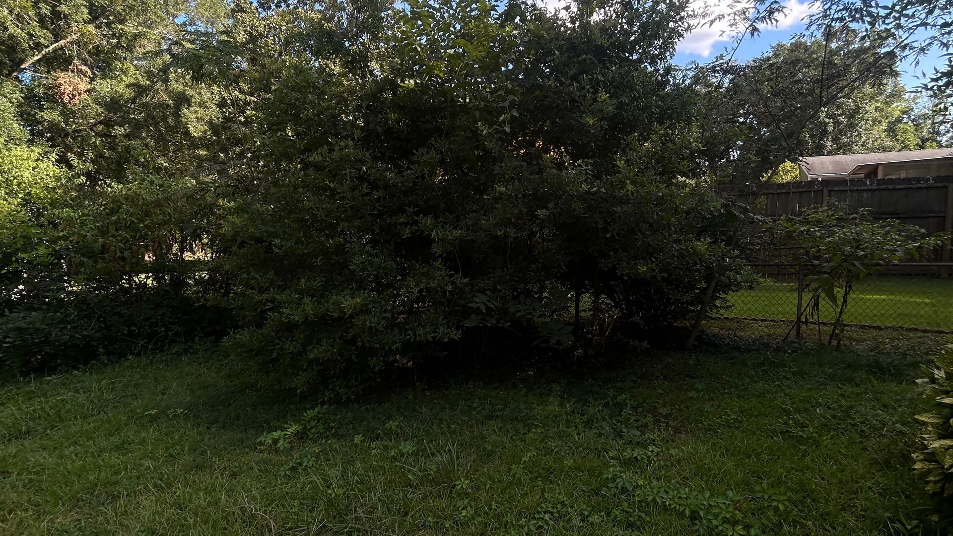 Lush green backyard with a large bush in the center, other trees, and a glimpse of a fence.