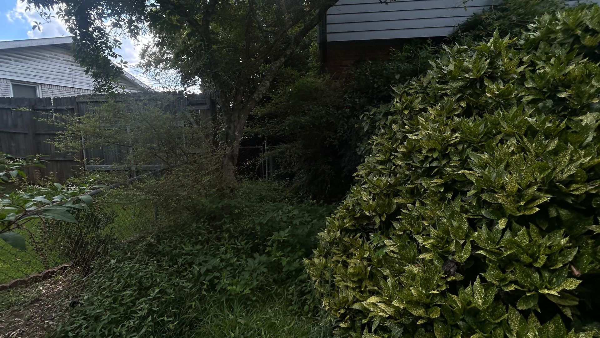 Green and white variegated bush in front of overgrown foliage and a partially visible house.