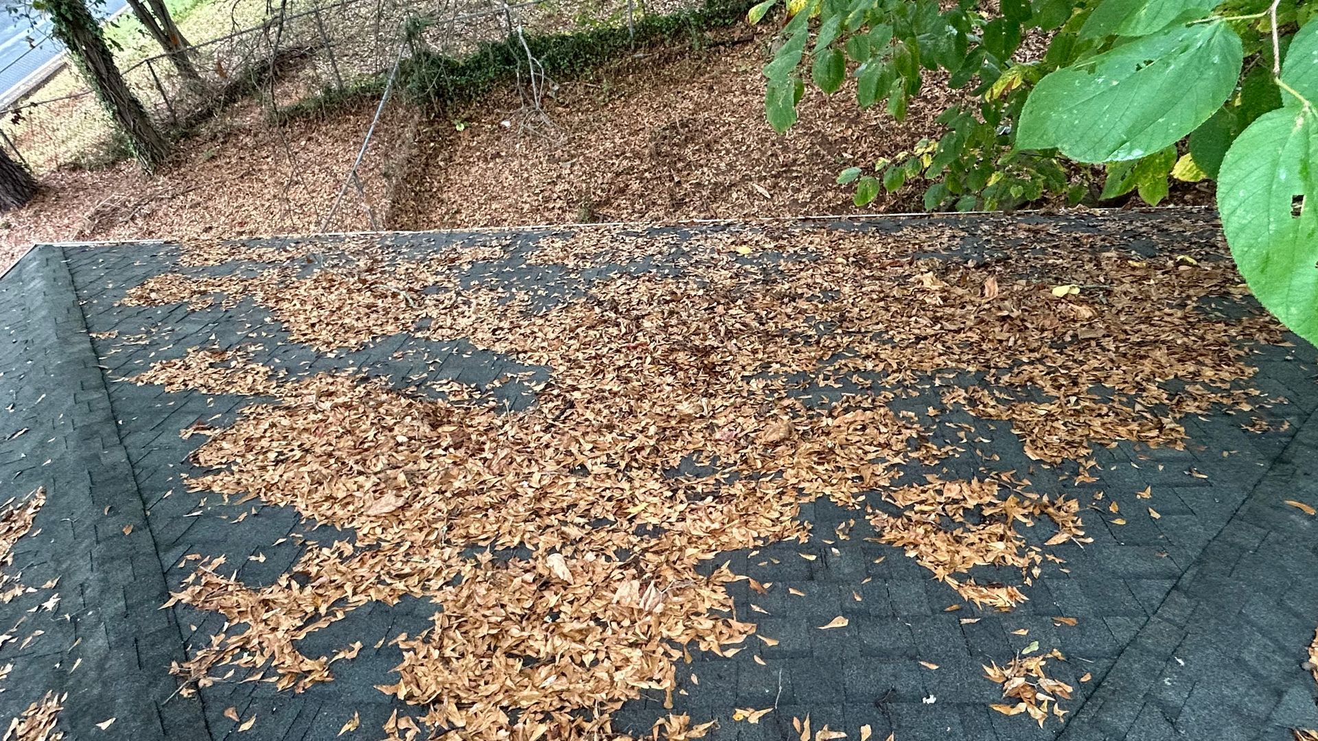 Asphalt shingle roof covered in dry brown leaves near tree branches.