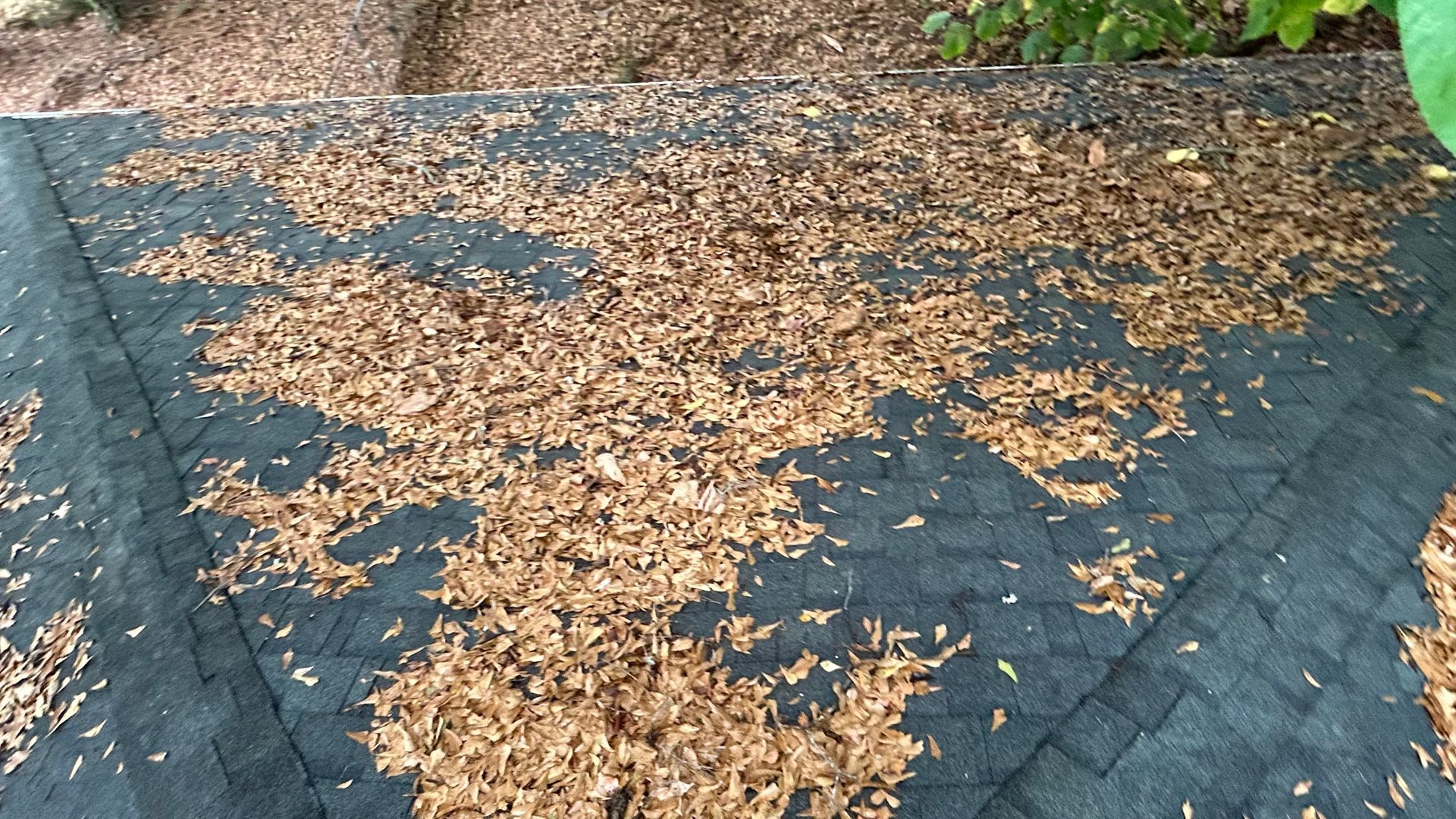 Roof covered in brown debris, likely leaves, against a black shingled background.