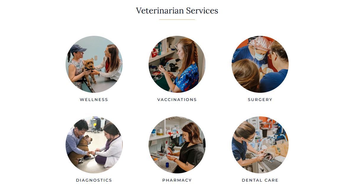Clover Vet 3