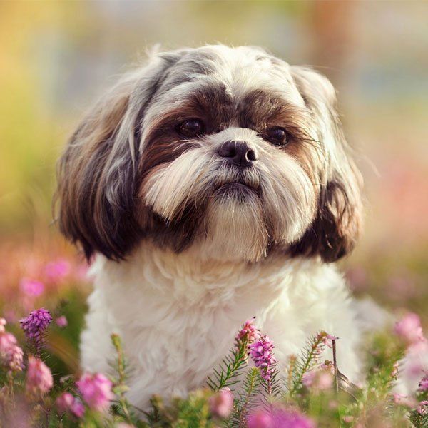 Dog Grooming Website