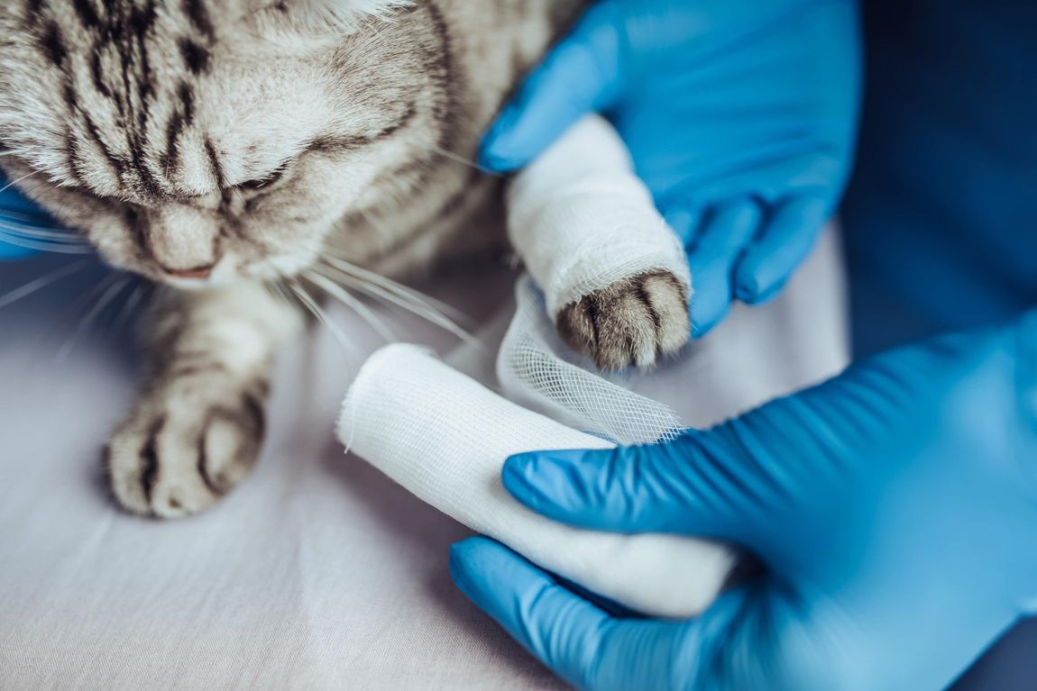 Un veterinario che medica un gatto ferito