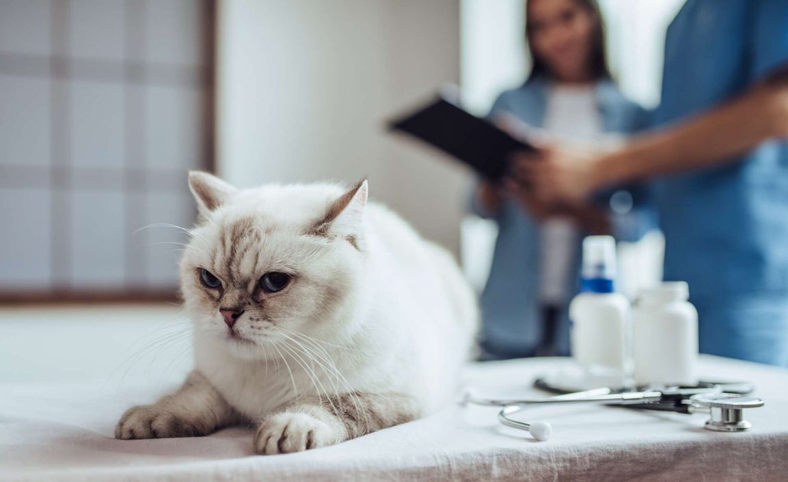 Un gatto a suo agio durante una visita veterinaria