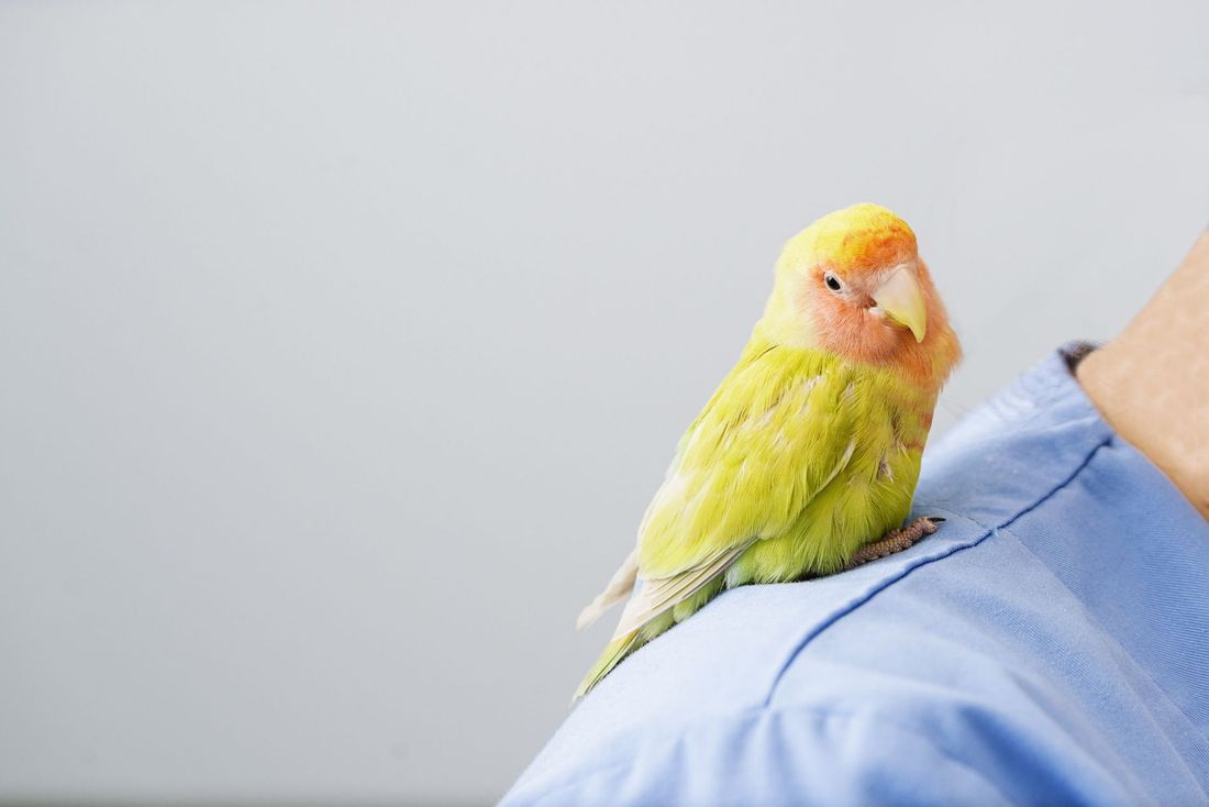 Un uccello esotico sulla spalla di un veterinario