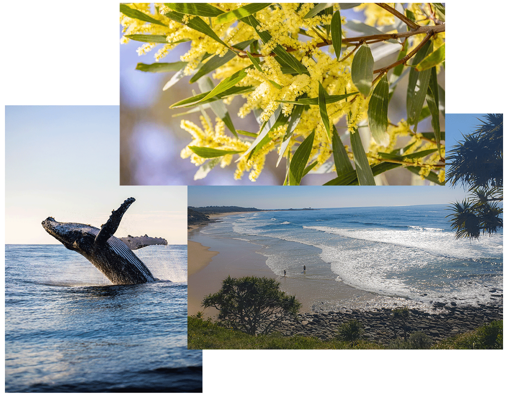 A breaching whale, blooming yellow wattle flowers, and a coastal beach scene in Wooloweyah, near Yamba and Angourie