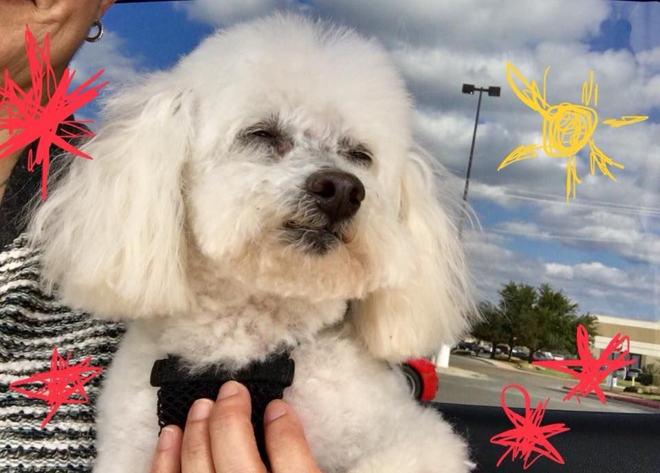White fluffy dog in car, wearing harness, eyes closed. Red and yellow cartoon sunbursts.