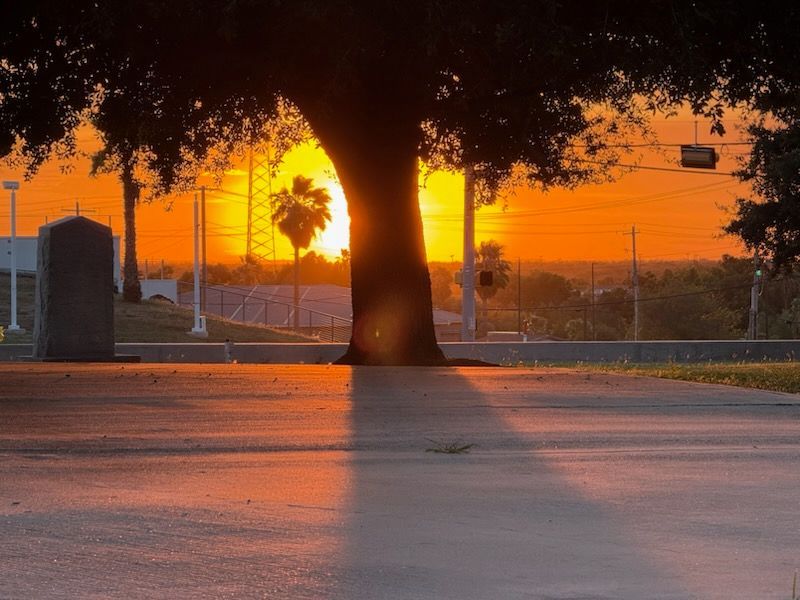 Sunset through tree silhouette, casting long shadow on pavement; orange sky.