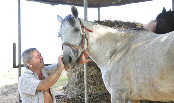 cavallo dell'azienda agricola