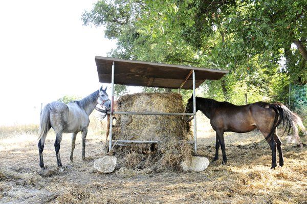 animali della fattoria