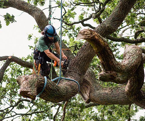 Cutting Down Tree Branches — Cape Coral, FL — A 1 Pro Tree Service