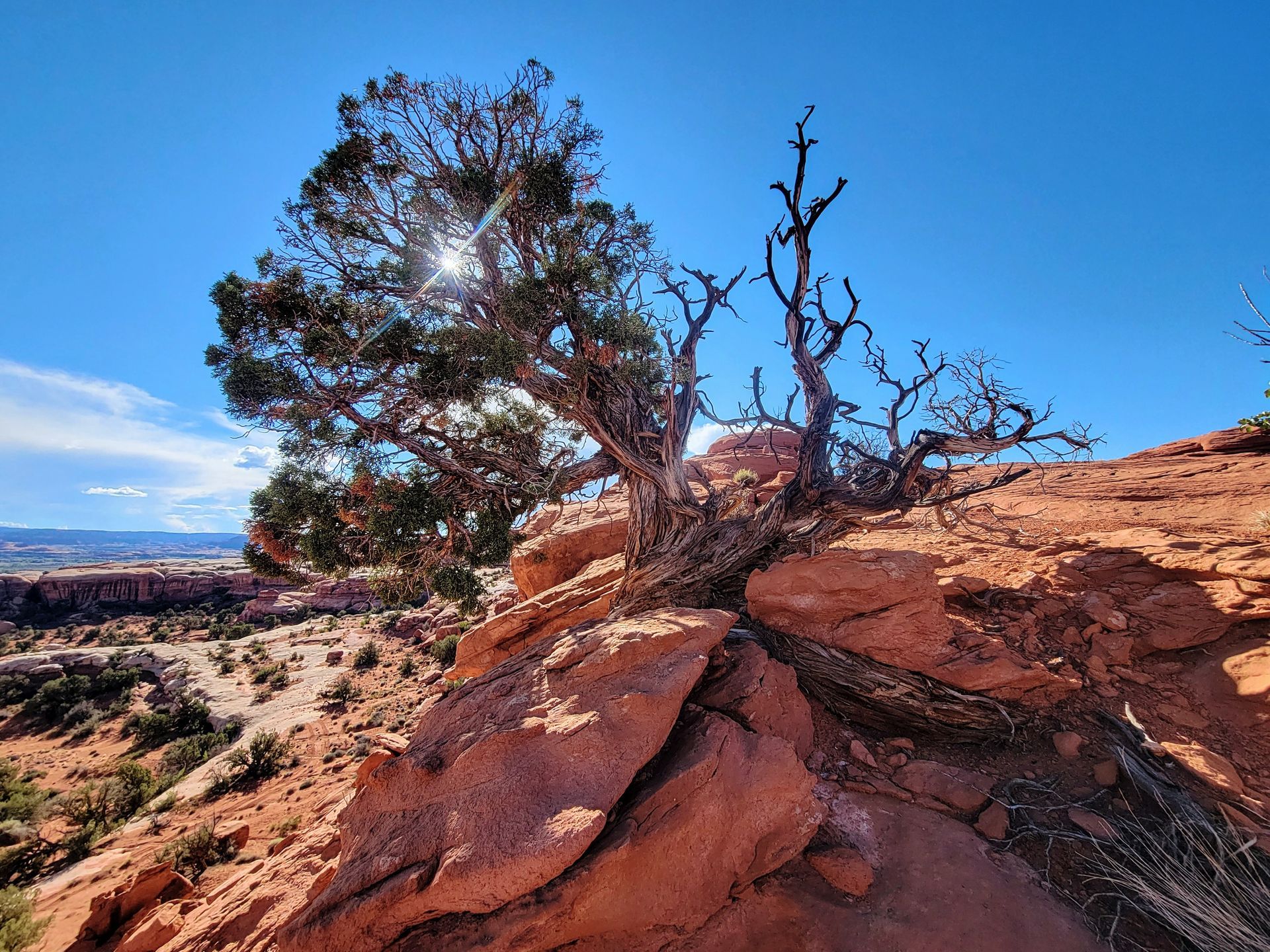 A tree is growing out of a rock in the desert.