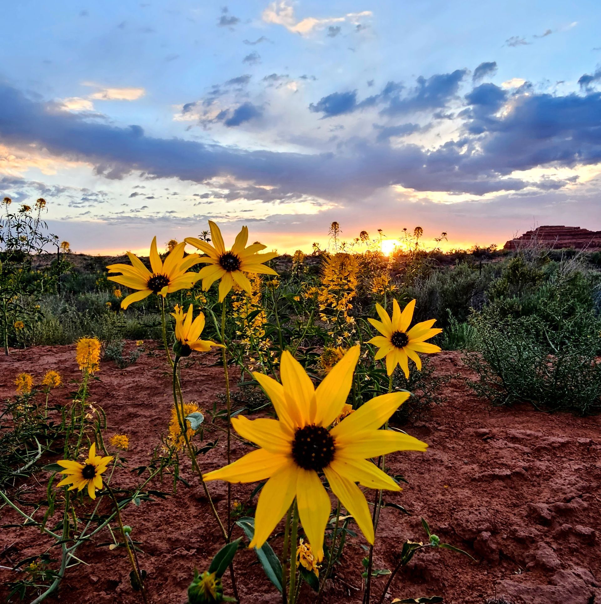 A field of yellow flowers with a sunset in the background