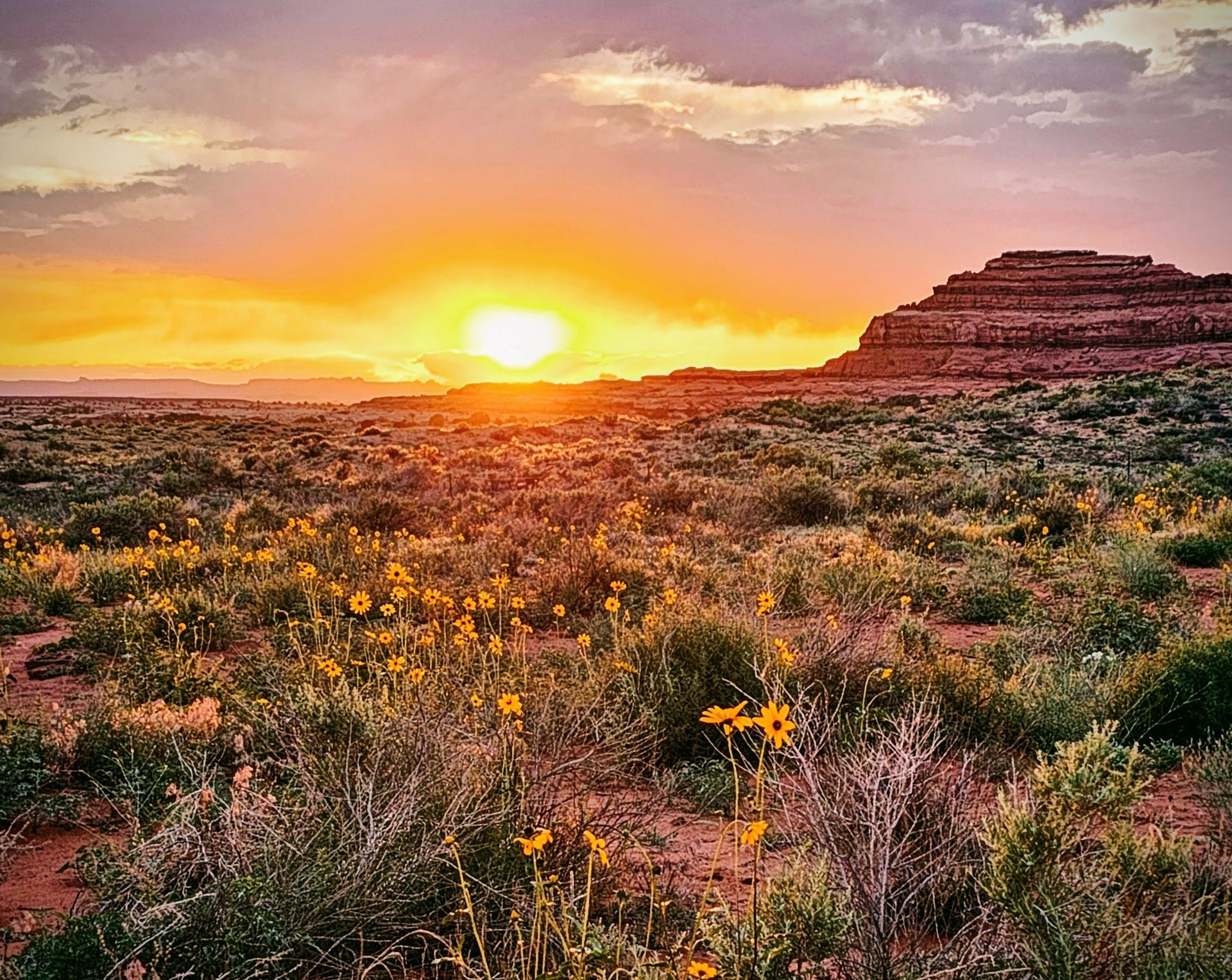 The sun is setting over a field of flowers in the desert.