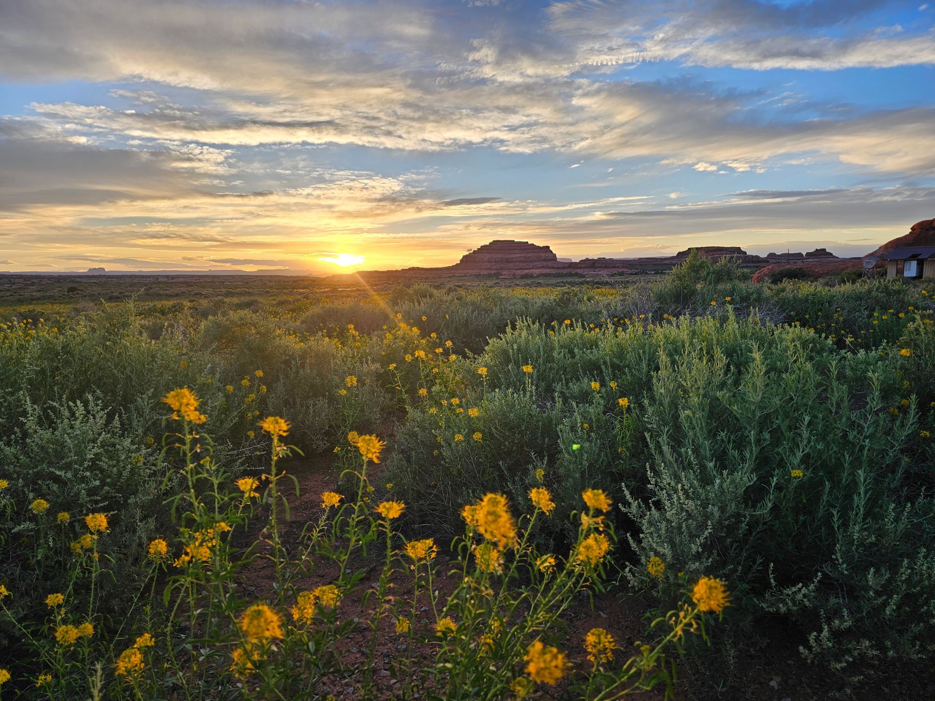 The sun is setting over a field of yellow flowers.