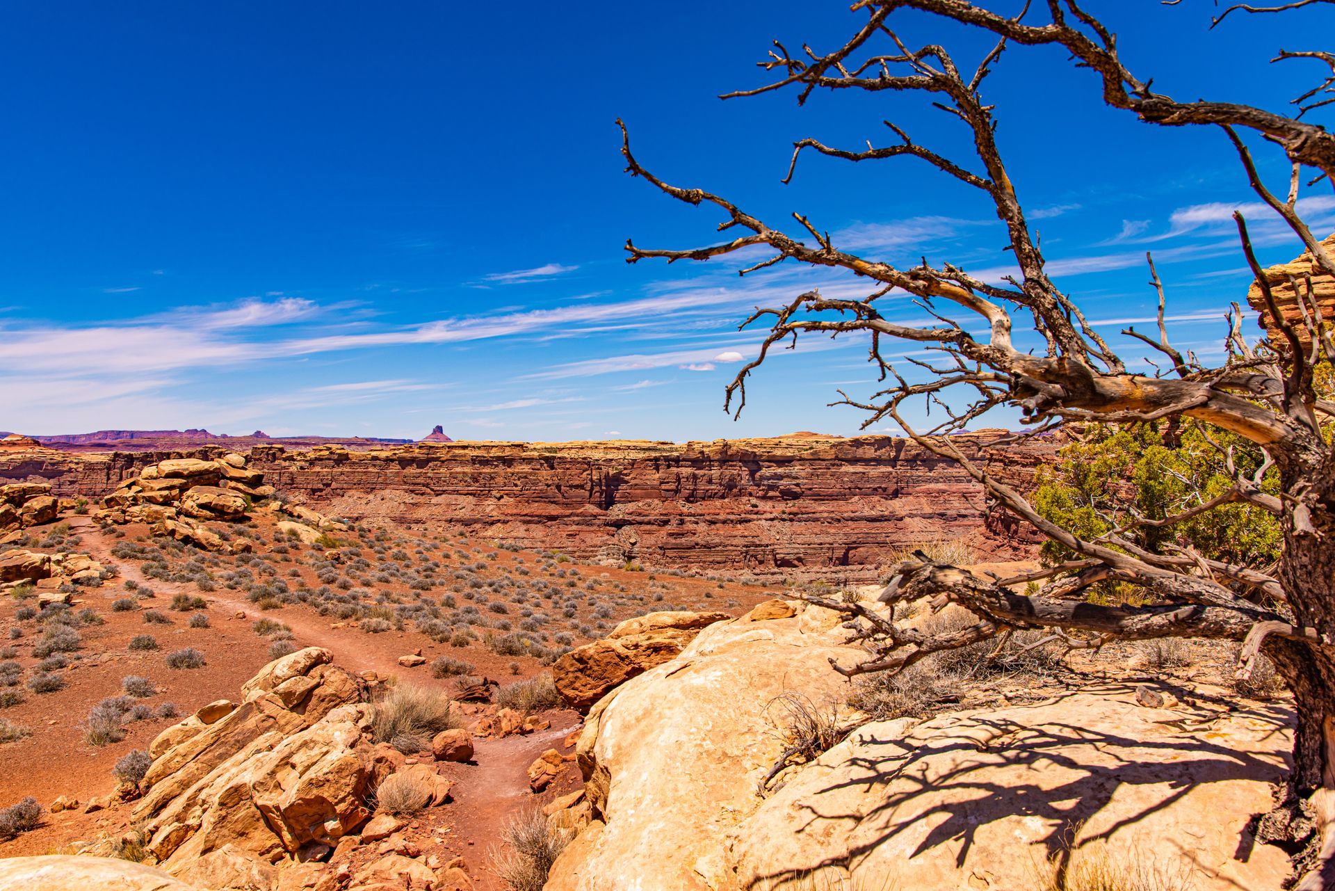 A desert landscape with a tree in the foreground and a blue sky in the background.