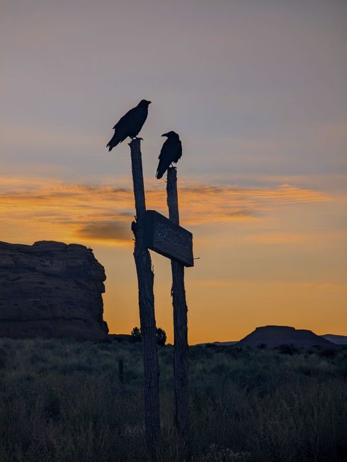 Two birds perched on top of a wooden sign at sunset