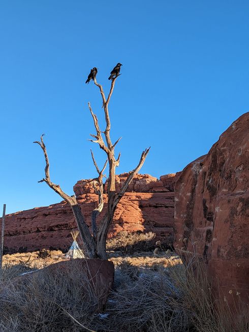 Two birds perched on a tree branch in the desert