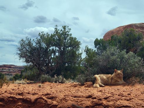 A cat is laying on the ground in the desert