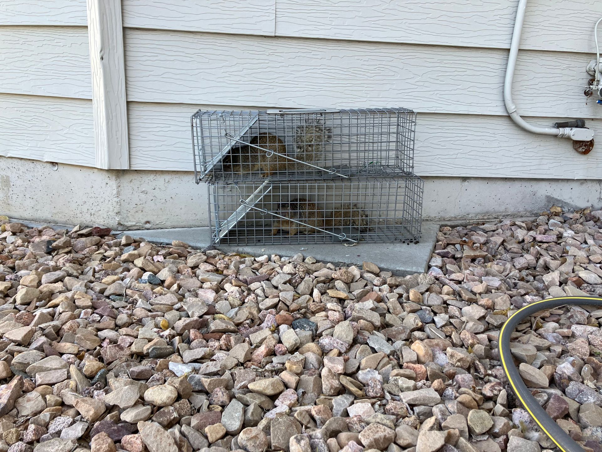 two squirrels are in a cage outside of a house