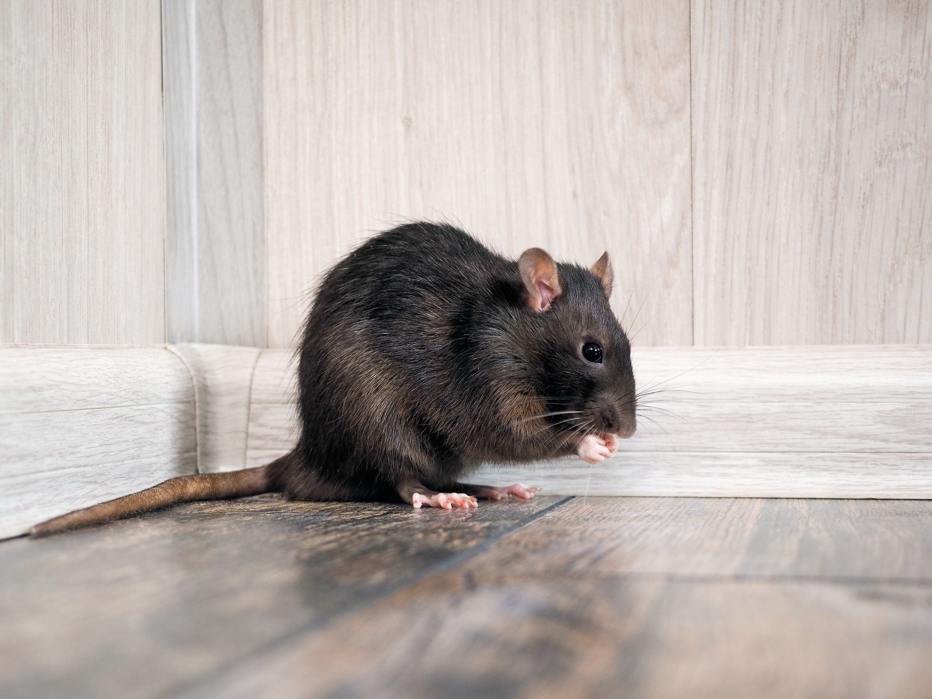 A black rat is sitting on a wooden floor next to a wooden wall.