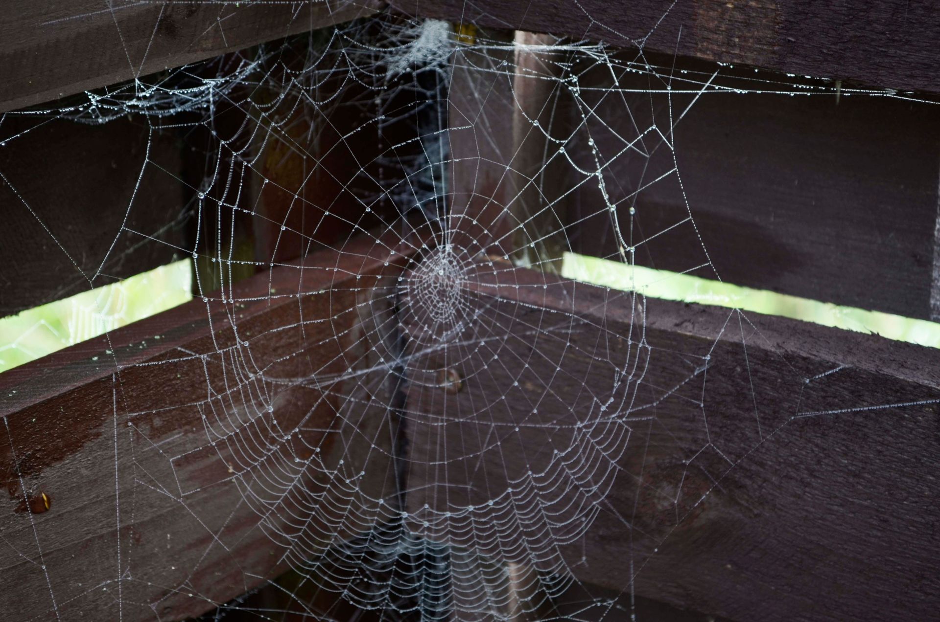 a huge spider's web on the ceiling