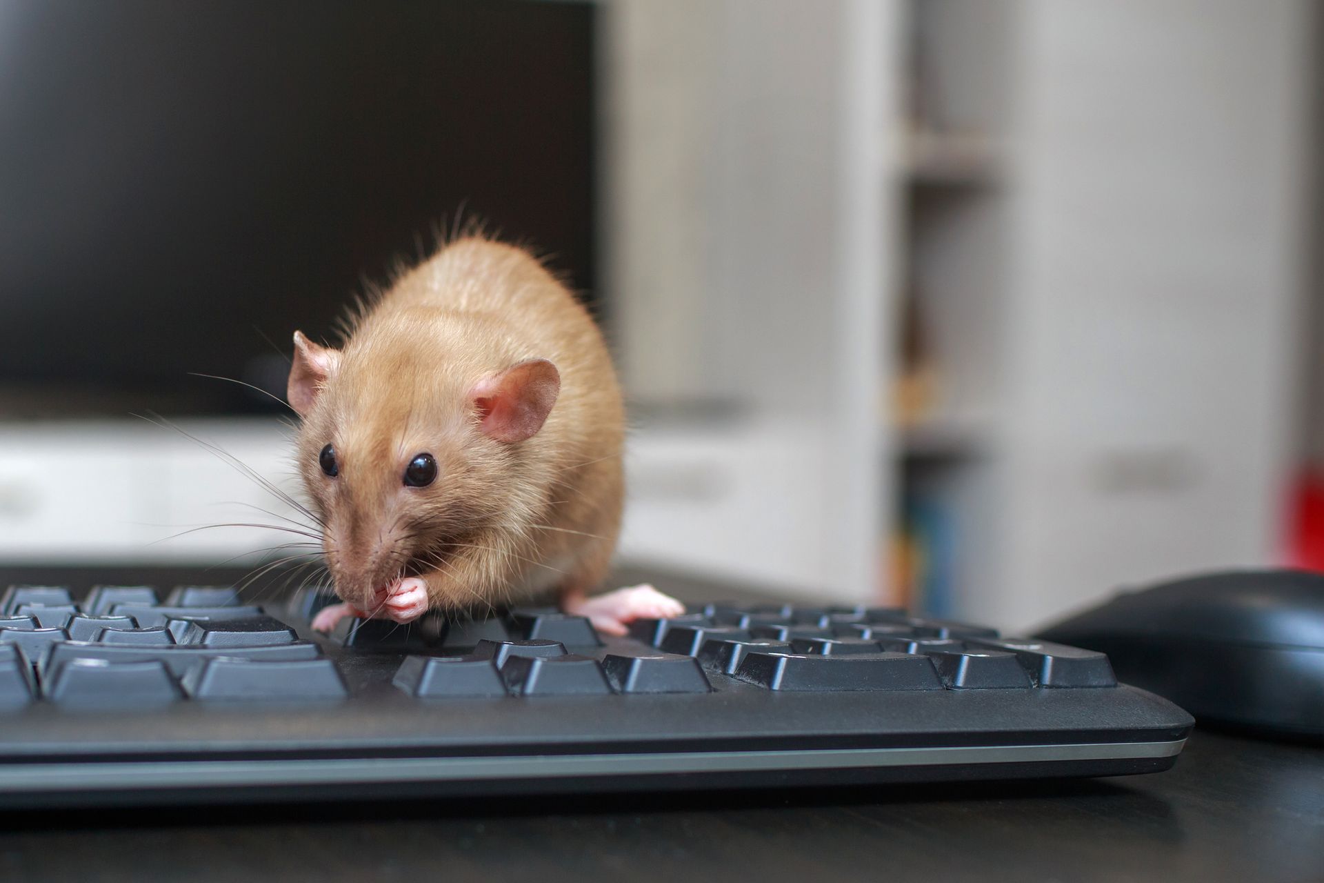 rat on a keyboard