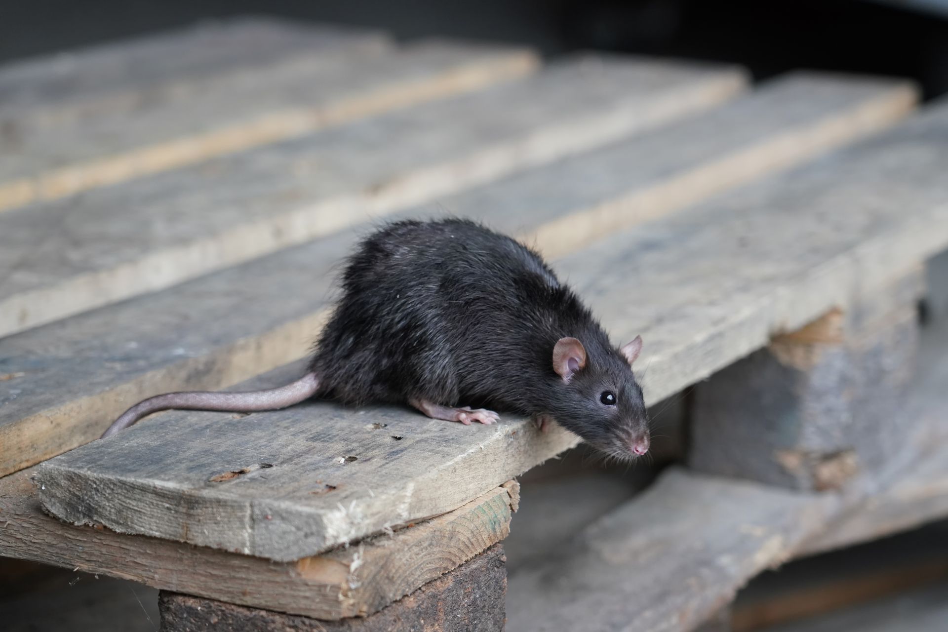 a rat on a wooden deck