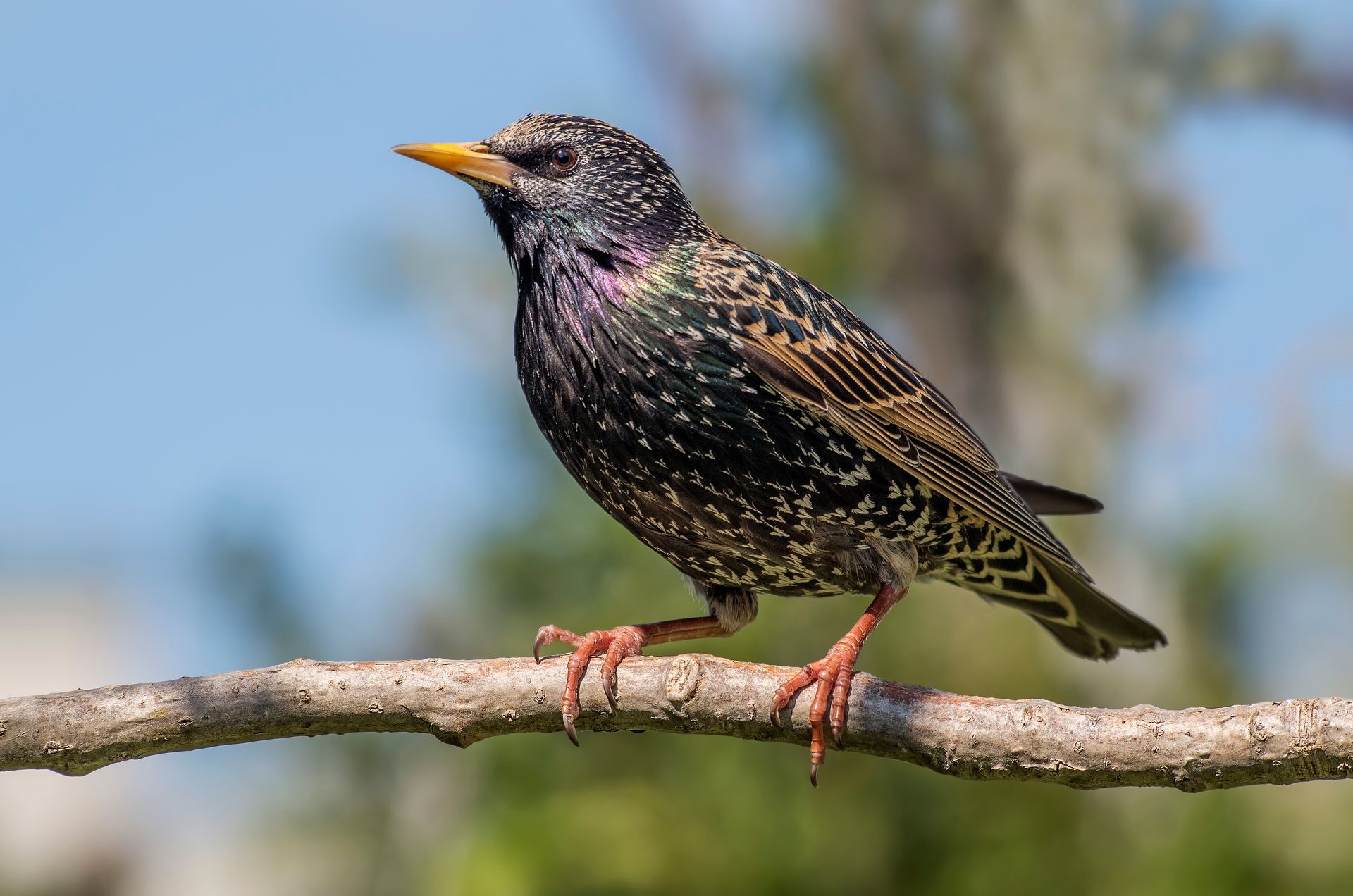 a starling perched on a tree branch with a yellow beak .