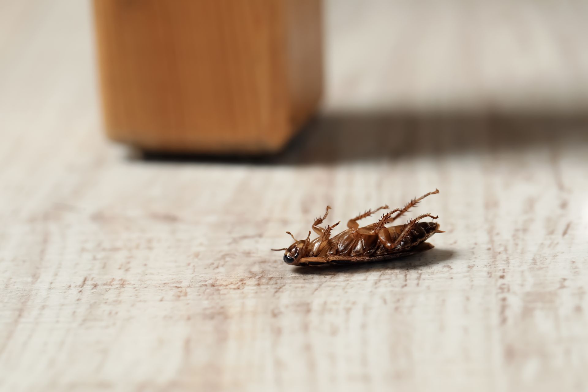 A cockroach is laying on the floor next to a wooden leg.