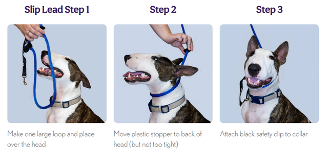 How To Put On A Dog Harness: Step-By-Step Directions From An