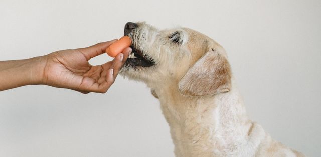 Decoding Dog Food Picking the Perfect Protein and Nutrition for Your Pup