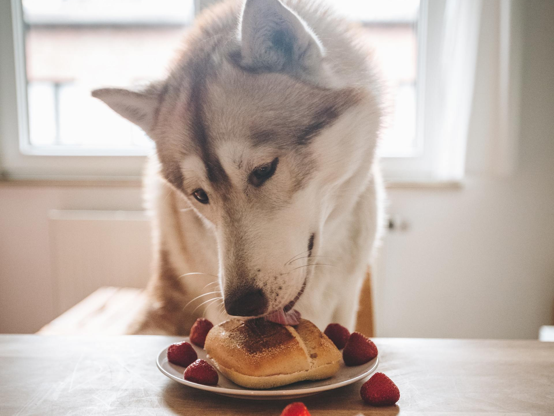PEDIGREE DOG FOOD (DRY) - Happy Tails Lodge