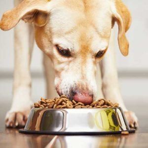 HOW DOES YOUR DOG FOOD RATE PEDIGREE DOG FOOD DRY