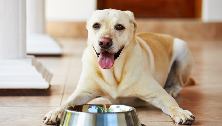 HOW DOES YOUR DOG FOOD RATE SCIENCE DIET