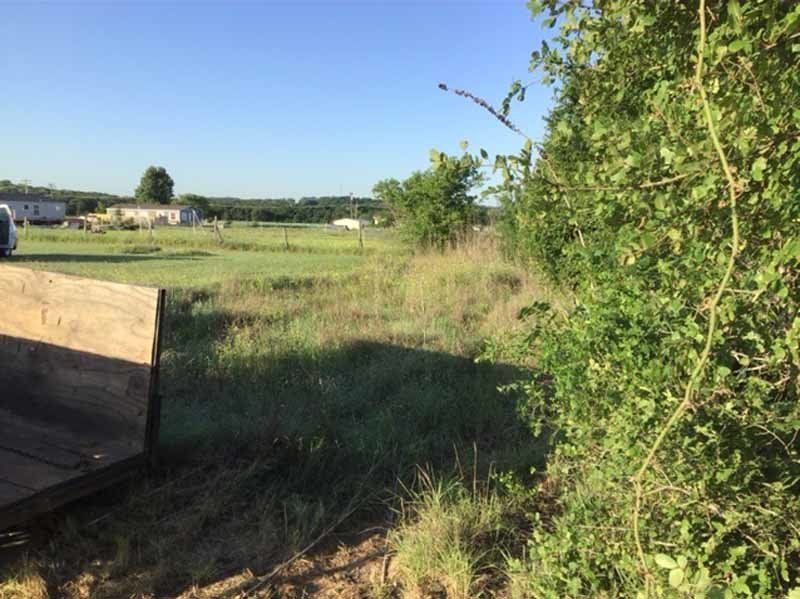 clearing in the woods