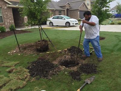 man planting tree in front yard