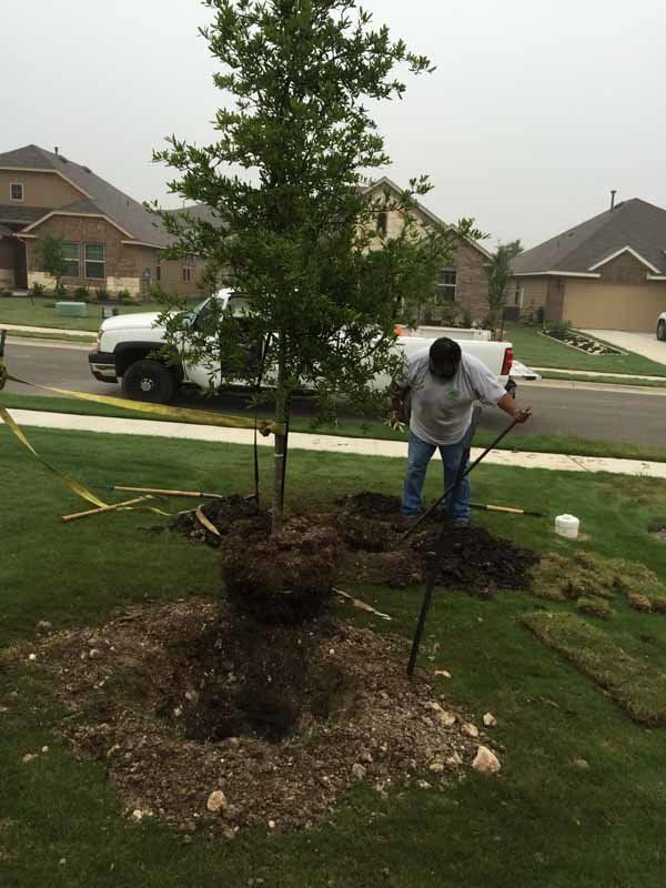 tree being planted by man with shovel