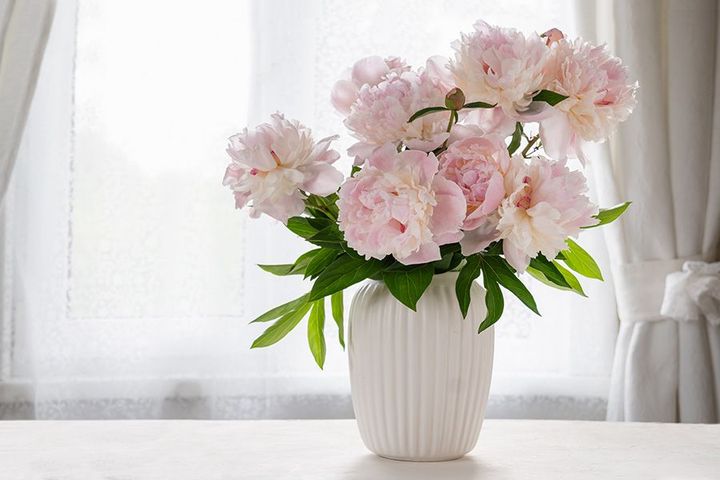 Pale pink peonies in white vase on table, in front of a window.