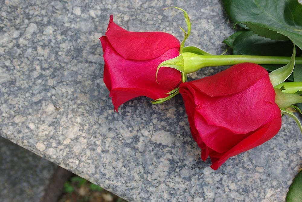 Two red roses resting on a gray granite surface.